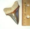 Angustidens Shark Tooth